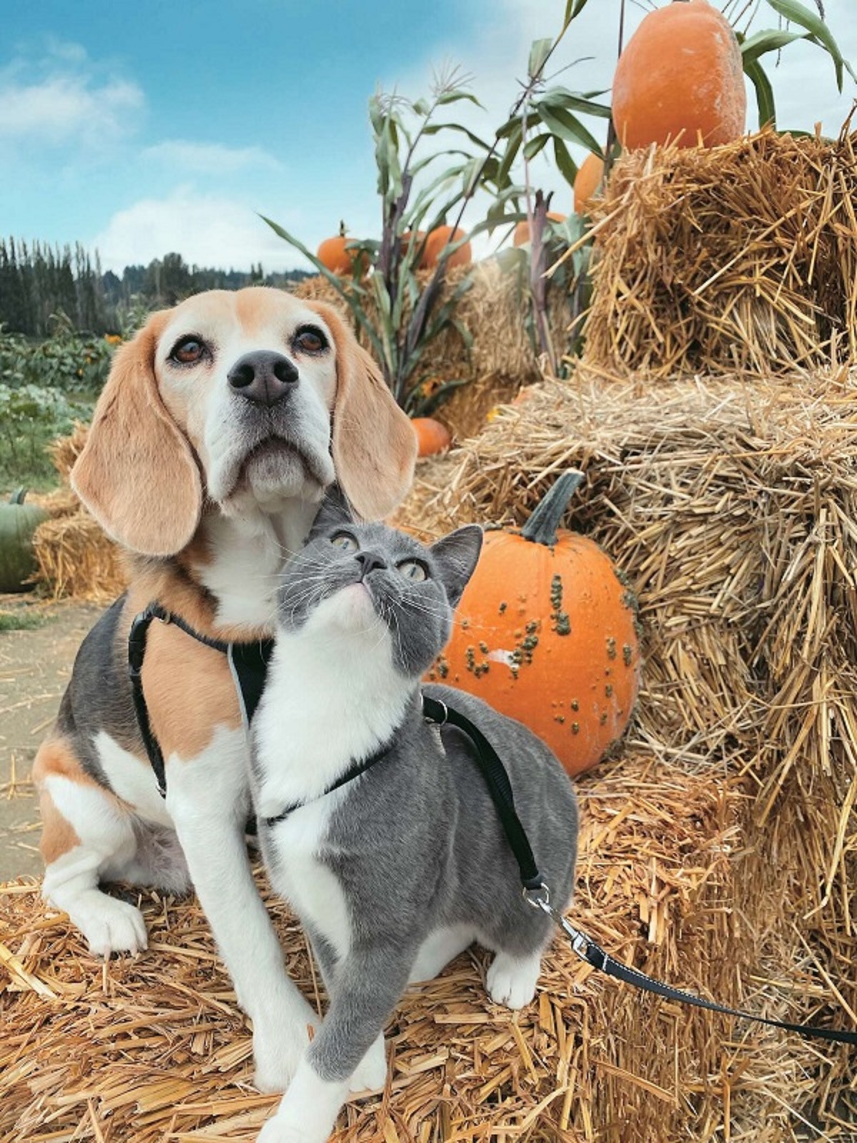 Most Adorable Cat And Beagle Photo Shoot in a Pumpkin Patch