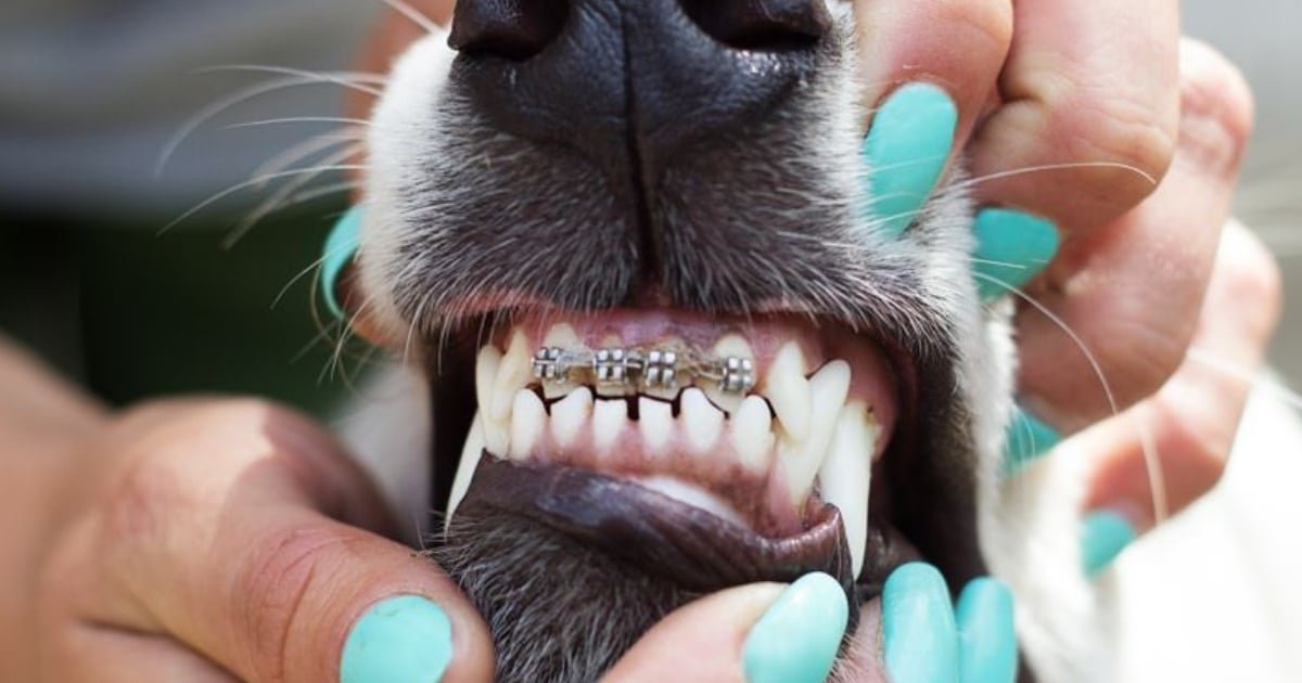 What You Should Know About Dog Braces