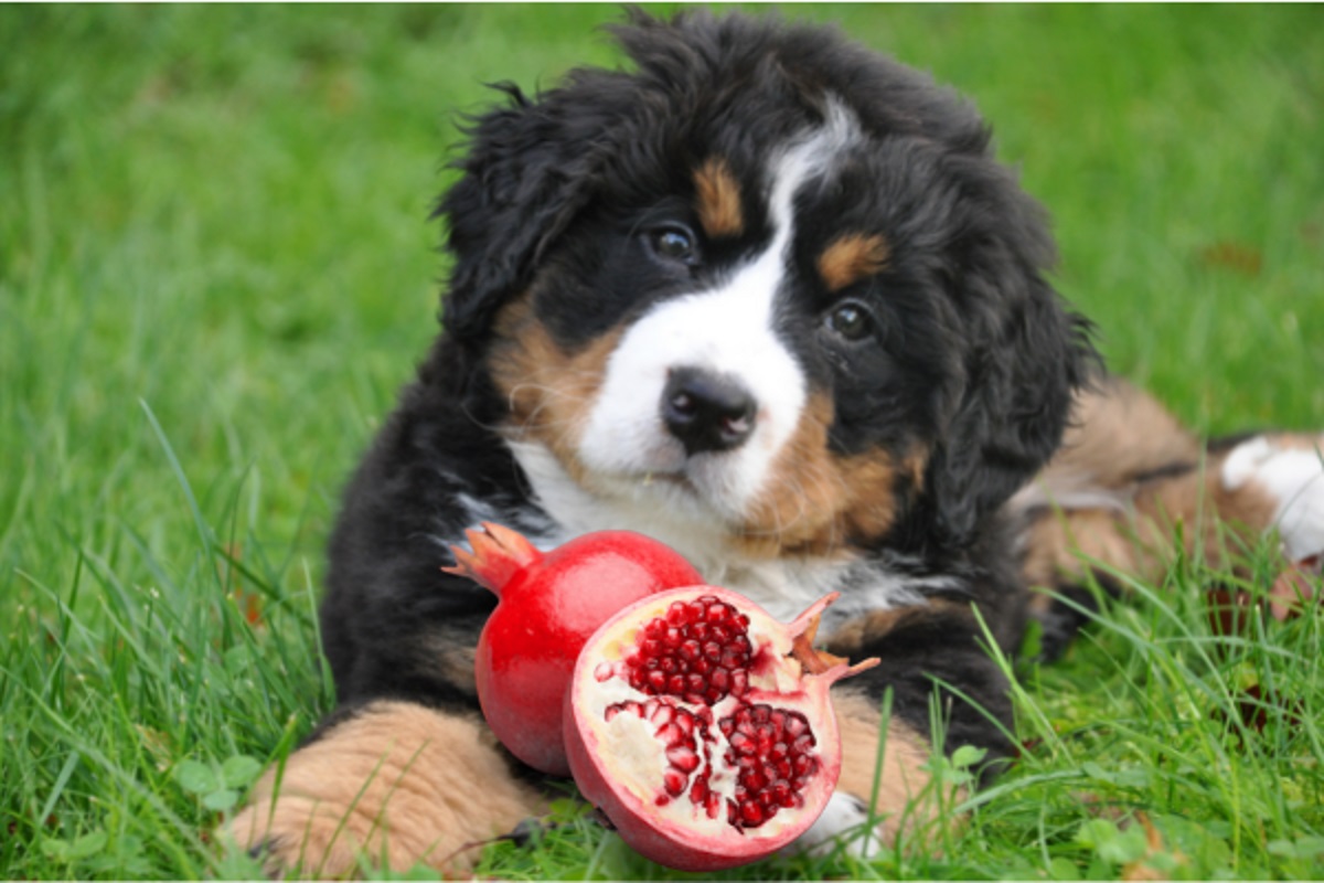 Can Dogs Eat Pomegranate?