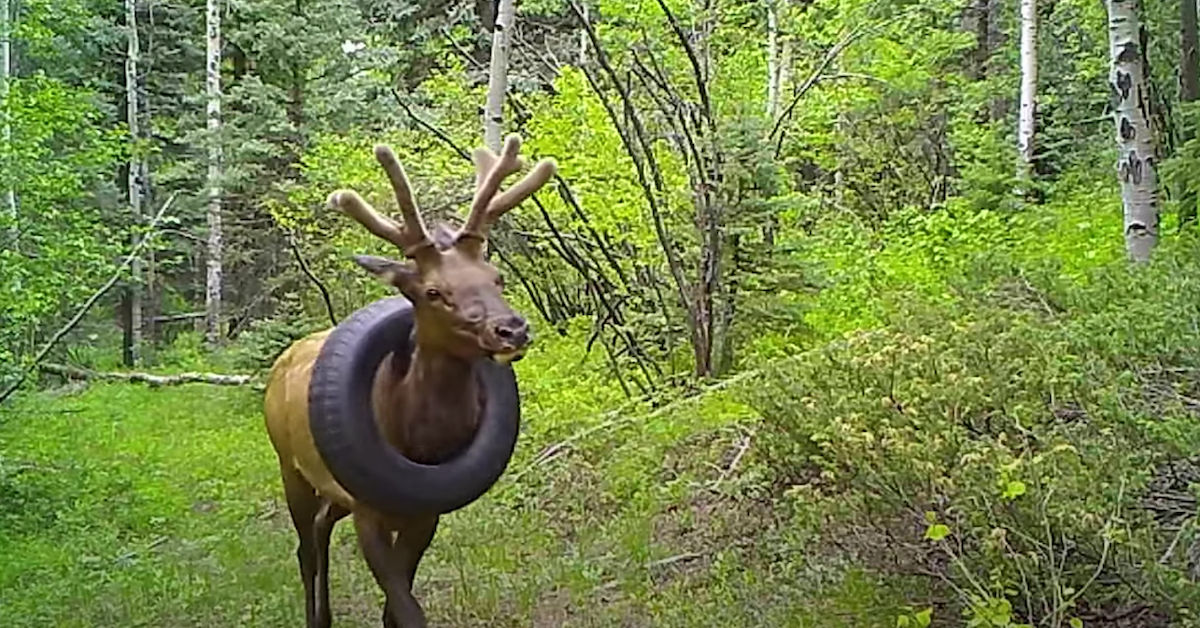 Wild Elk Is Finally Freed From a Tire Around Its Neck for Over Two Years