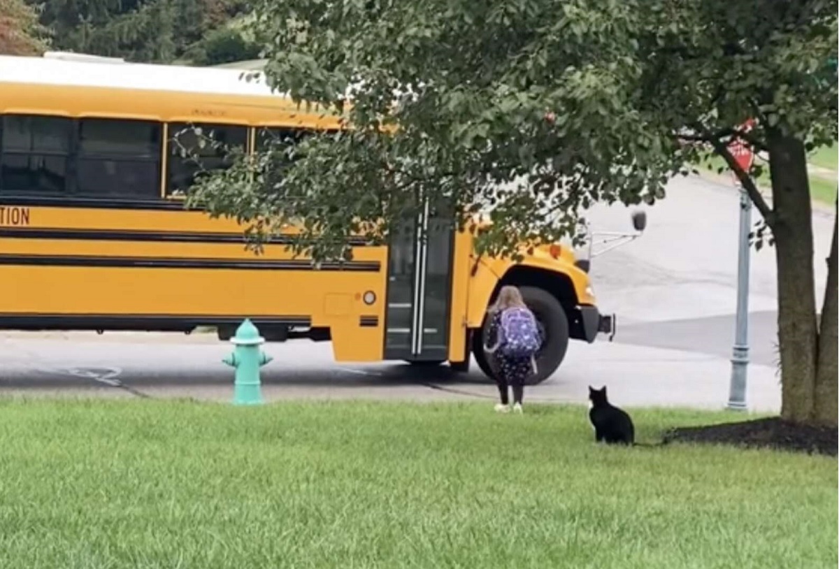 Rescue Cat Who Walks His Little Girl Every Day To The School Bus