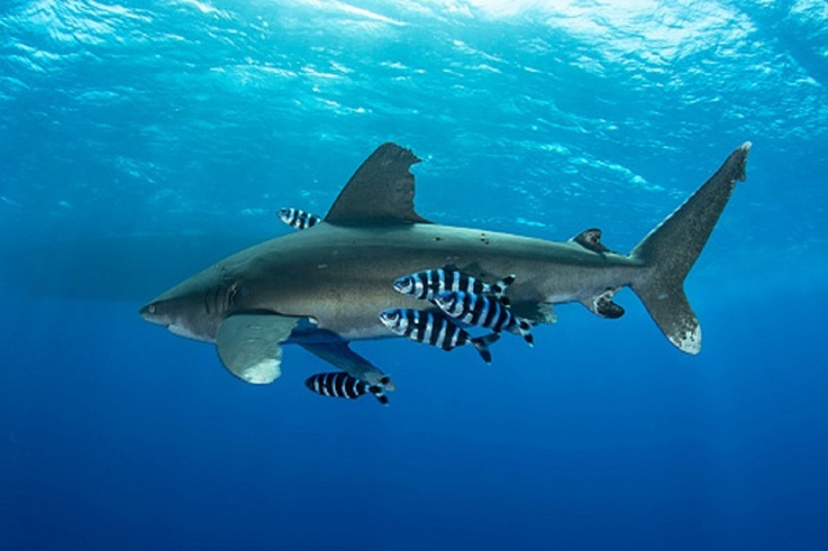 How Pilot Fish Convinces Sharks Not To Eat Them