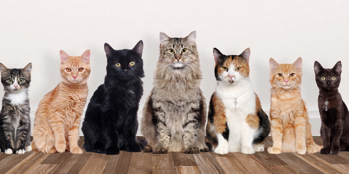 How Many Cats Is Too Many? Here’s What You Should Know