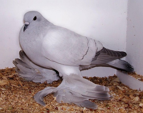 pretty pigeon