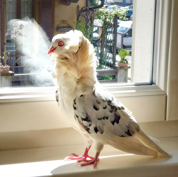 pretty pigeon