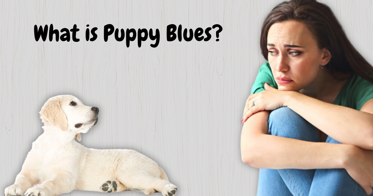 What Is Puppy Blues And How Can You Handle It?