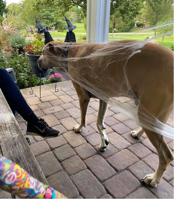 great dane regrets messing with halloween decorations