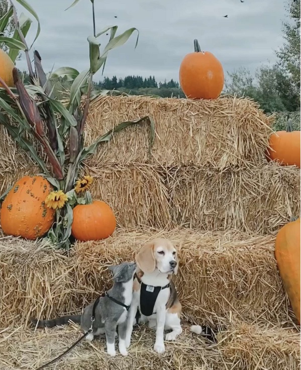 cat and beagle photo shoot in a pumpkin patch