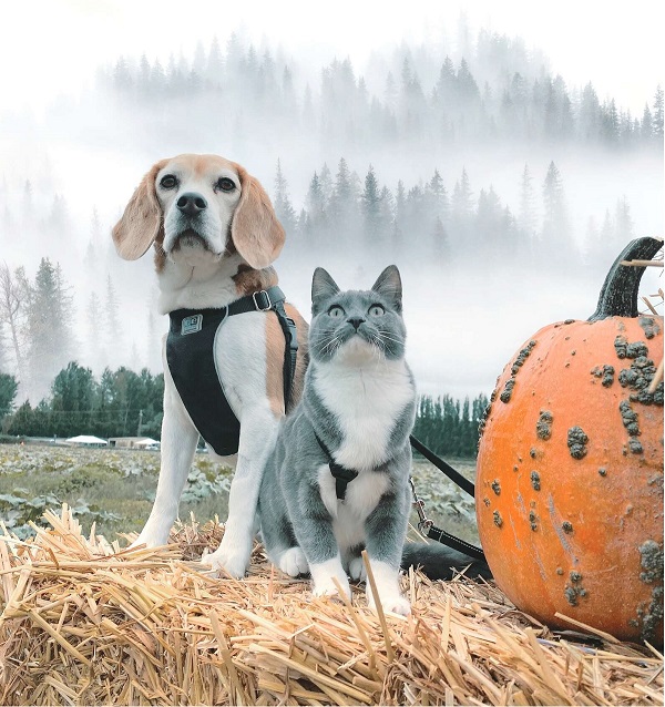 cat and beagle photo shoot in a pumpkin patch