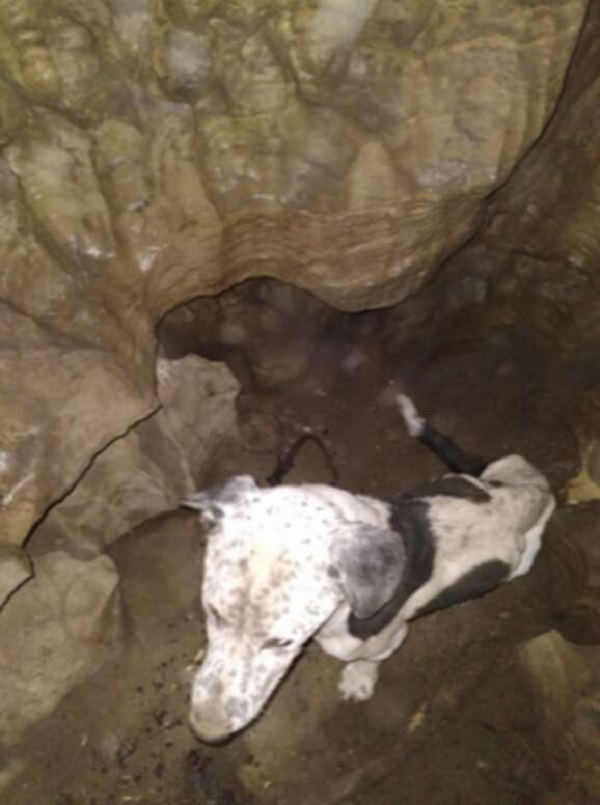 lost dog found in a cave