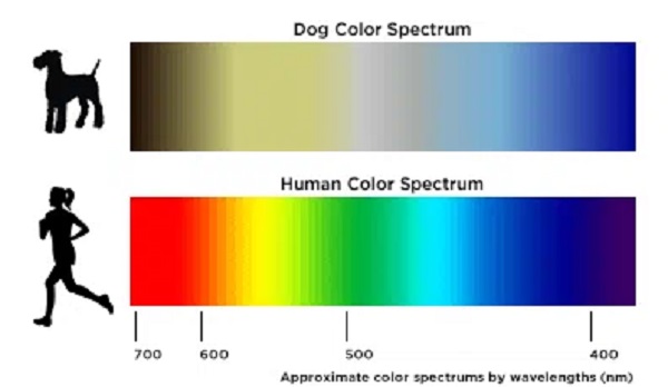 dog colors
