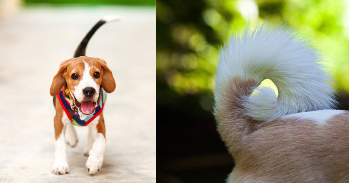 Why Do Dogs Have Tails?