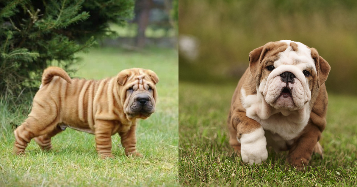 Meet The Most Wrinkly Dog Breed AKA “Wrinkles Puppy”