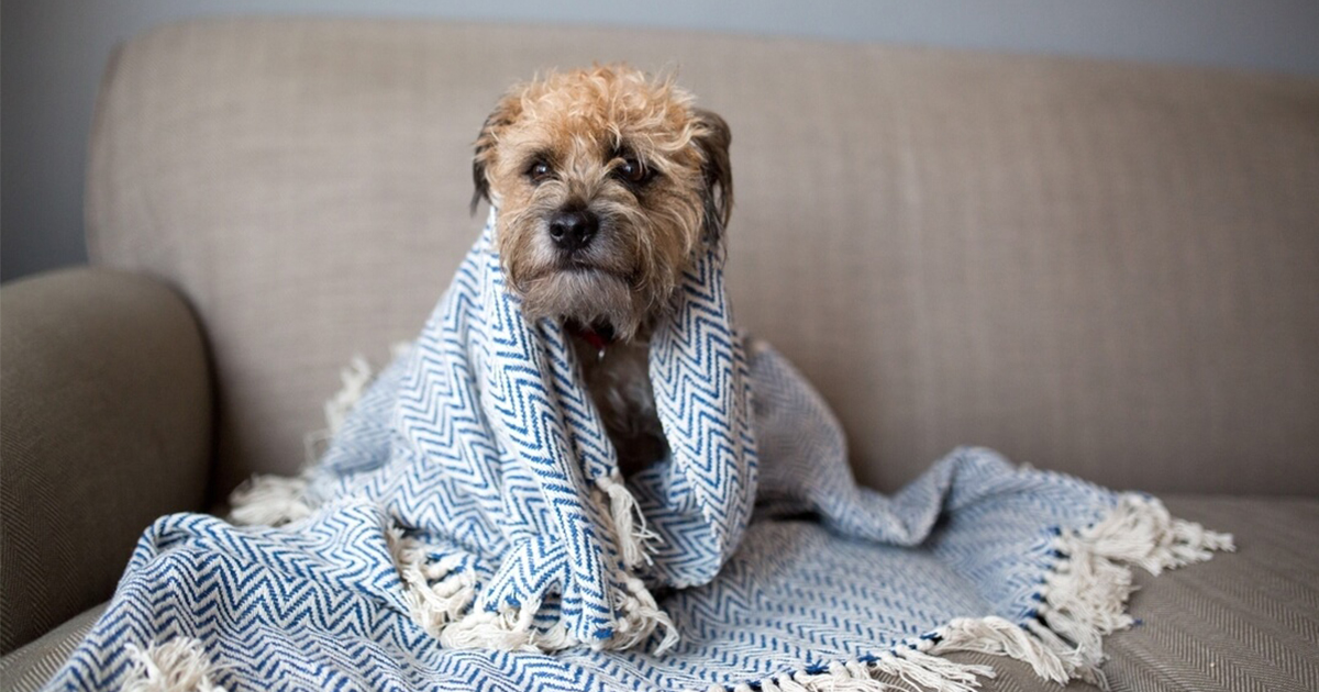 Can Dogs Get Colds?