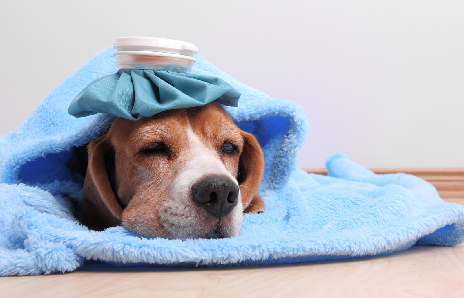 Can Dogs Get Colds