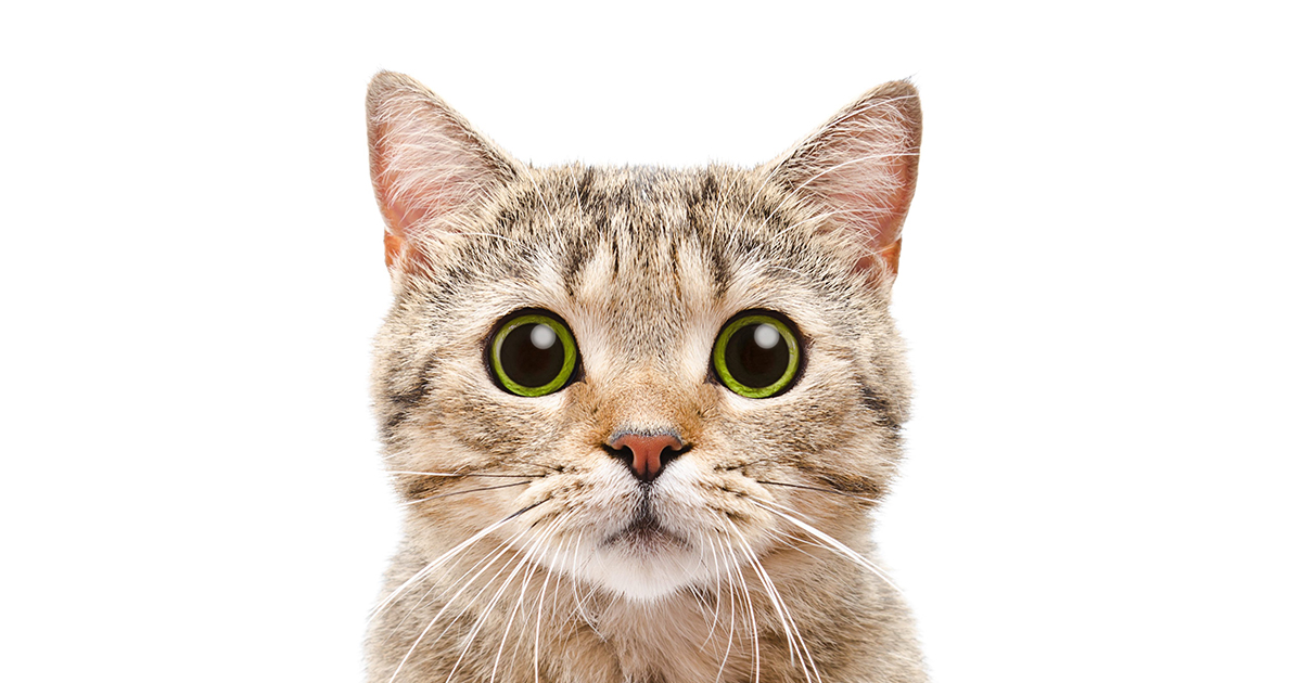 8 Surprising Facts About Cat’s Ears You Probably Don’t Know