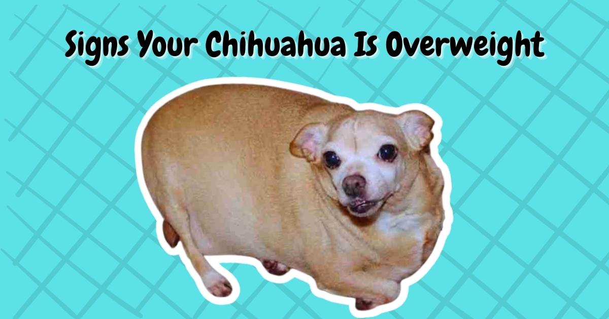 These Are The 3 Signs Your Chihuahua Is Overweight