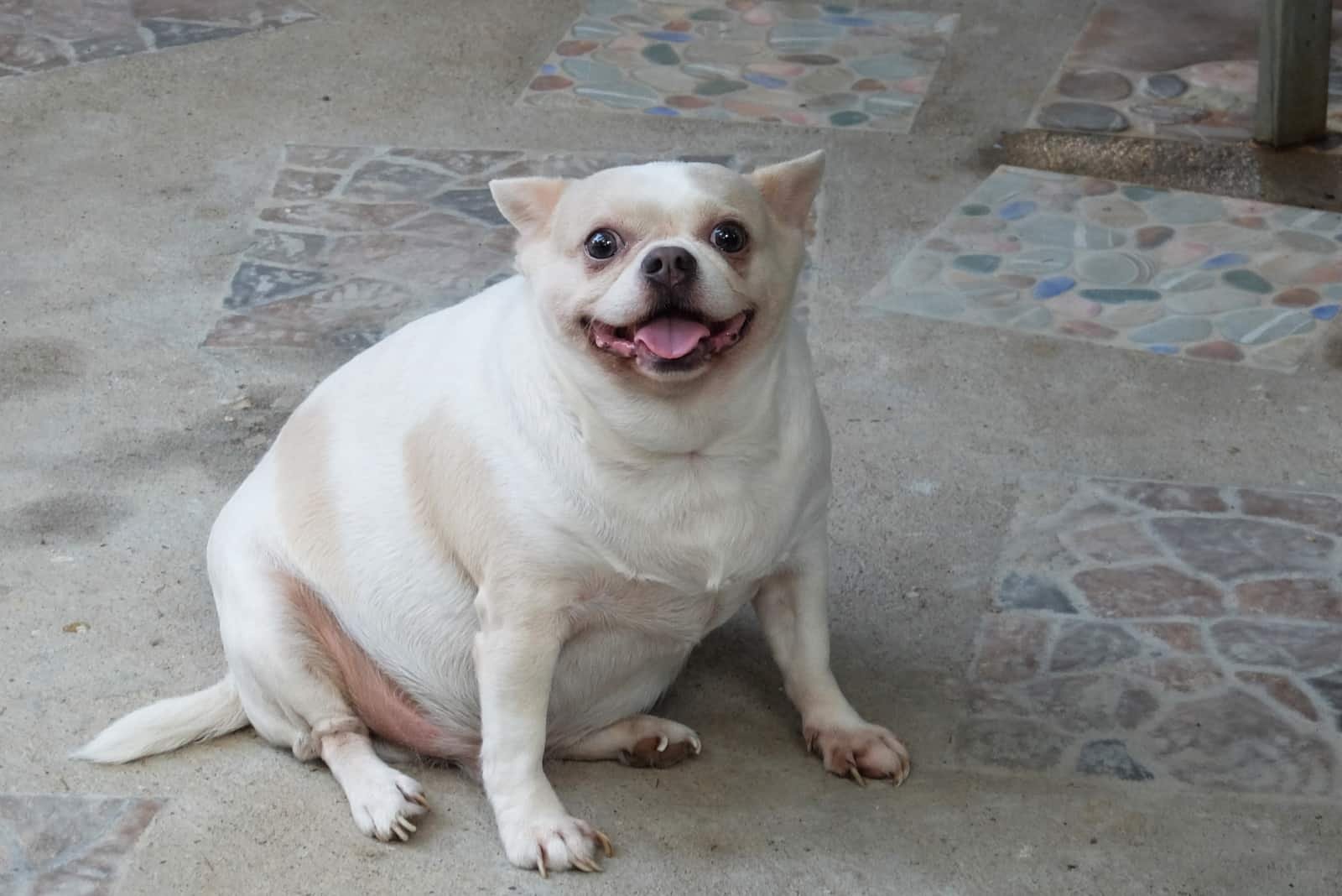 ChihuahuaIs Overweight