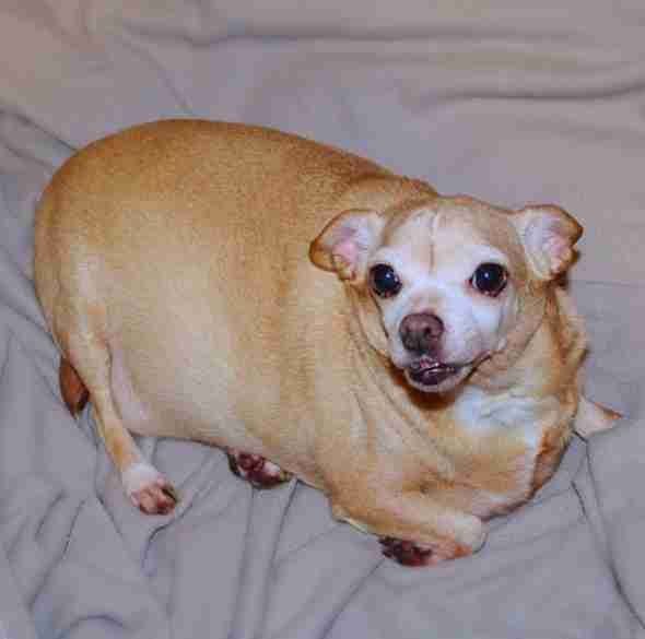 ChihuahuaIs Overweight