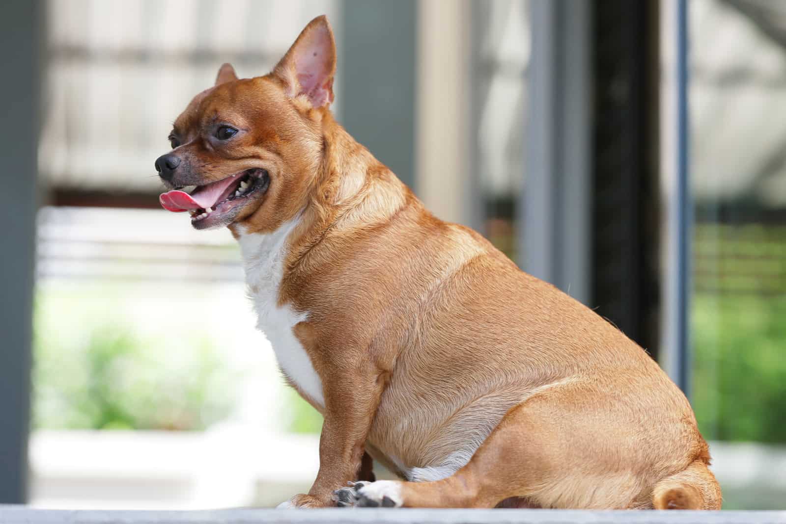 ChihuahuaIs Overweight