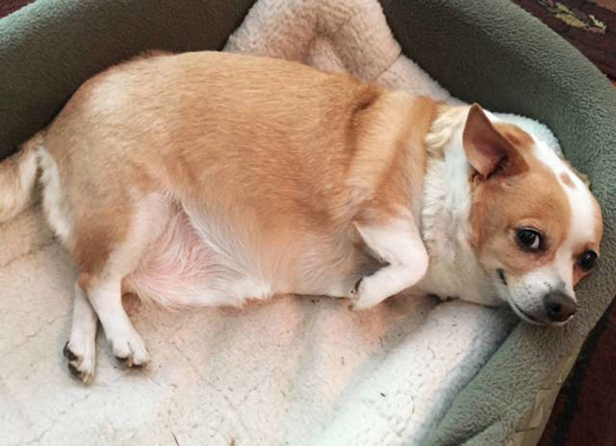 ChihuahuaIs Overweight