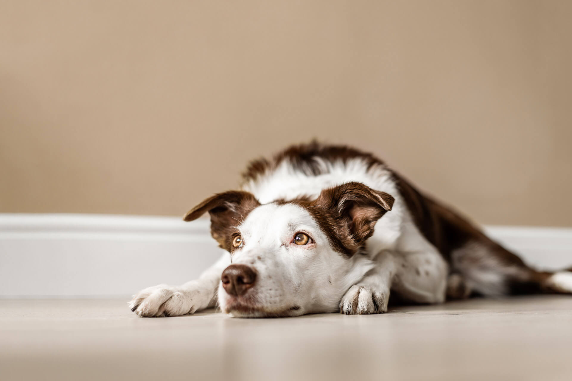 How Long Can You Leave A Dog Alone? Here's What You Should Know