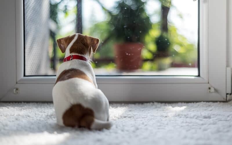 How Long Can You Leave A Dog Alone? Here's What You Should Know