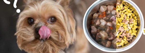 Wet or Dry dog Food