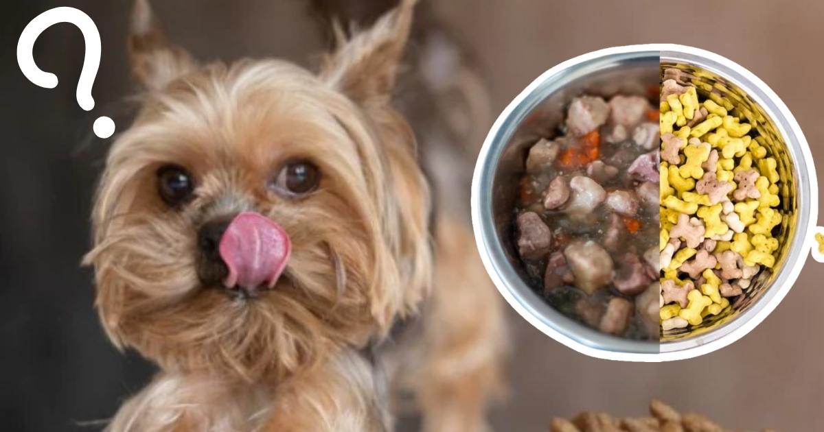 Which Is Better – Wet Or Dry Dog Food?