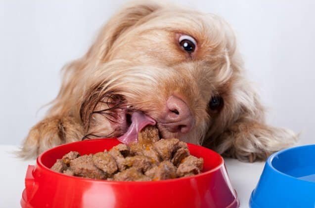 Wet or Dry dog Food