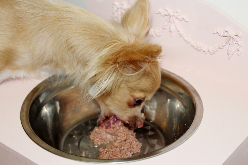 Wet or Dry dog Food