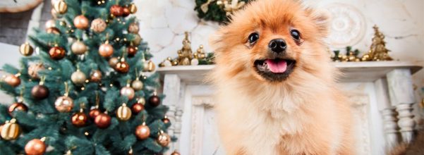 are christmas trees toxic to dogs