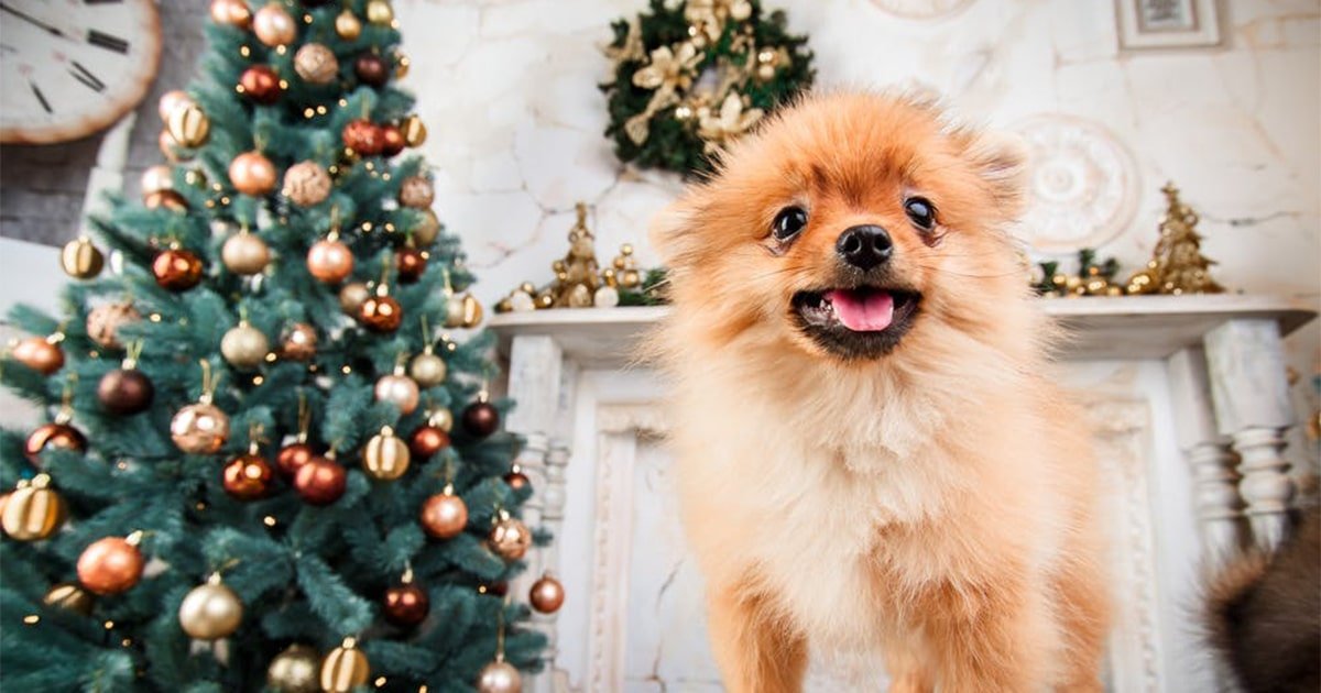 Are Christmas Trees Toxic To Dogs?