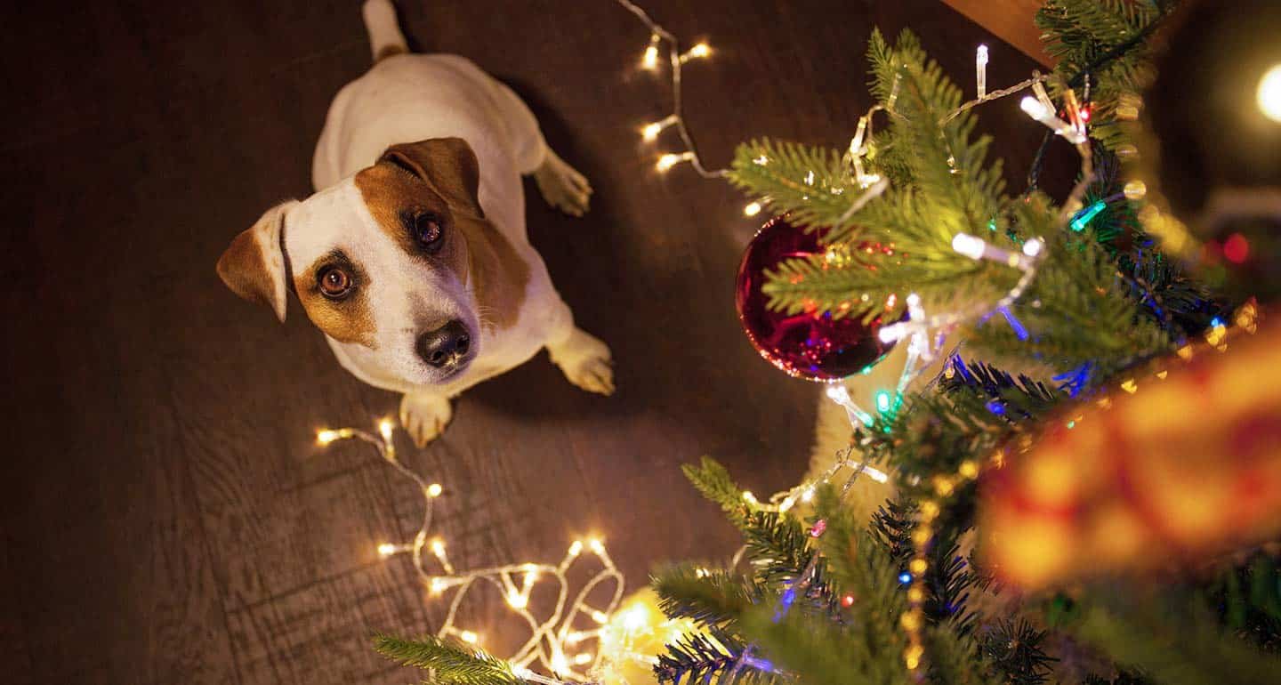 are christmas trees toxic to dogs