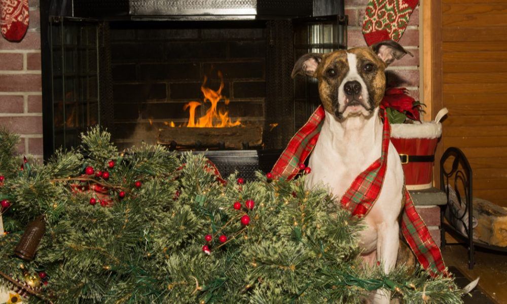 are christmas trees toxic to dogs