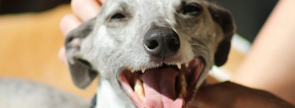 are dogs ticklish