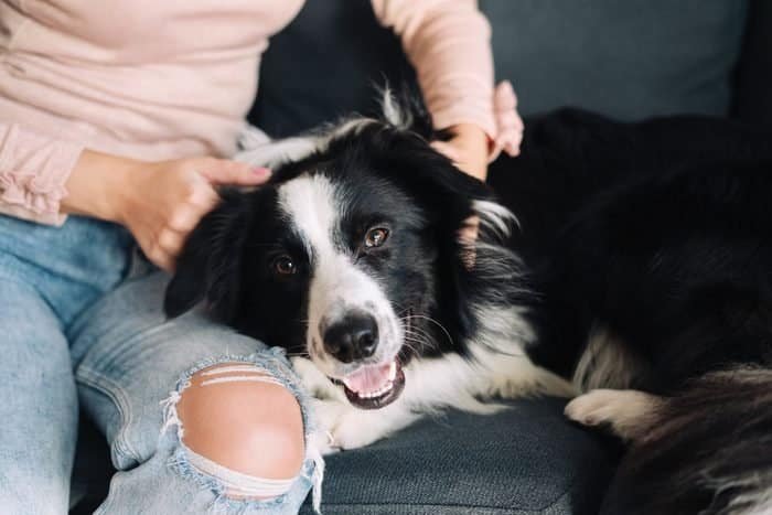 are dogs ticklish