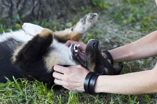 are dogs ticklish