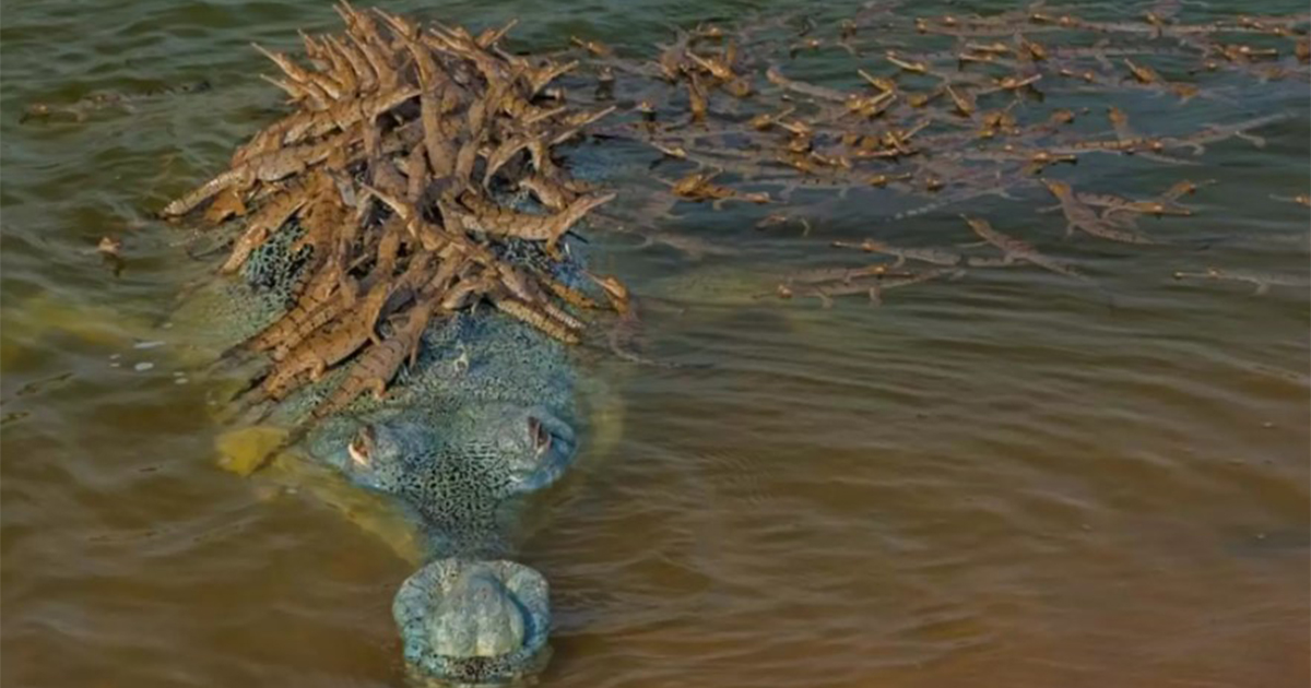 Crocodile Dad Carries Baby Crocodile Around To Protect From Harm