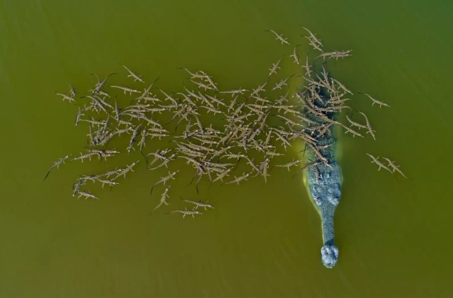 baby crocodile