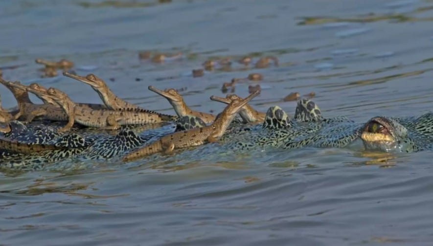 baby crocodile