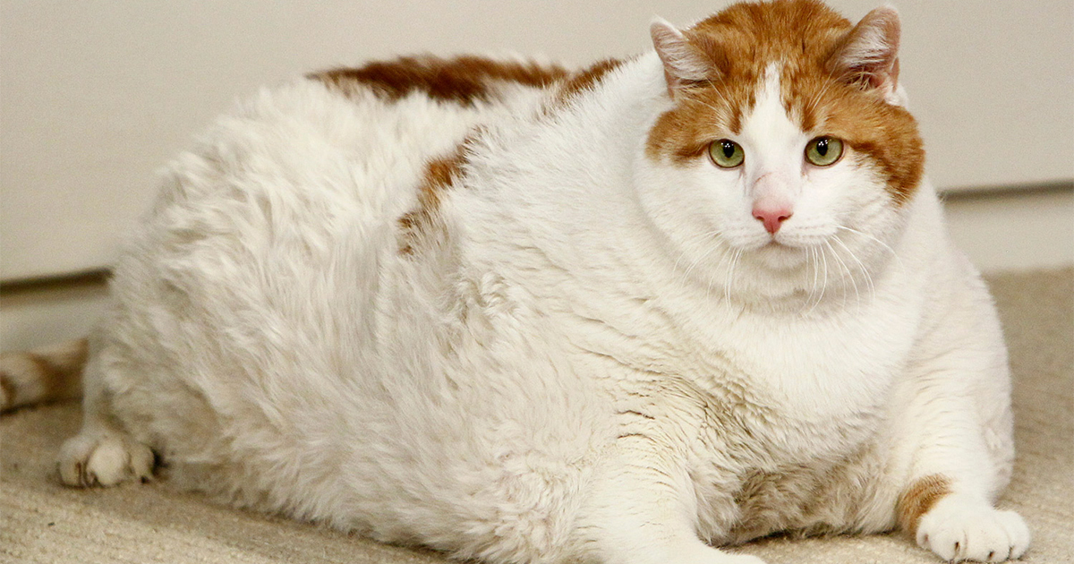 7 Important Things You Should Know If You Have A Chubby Cat