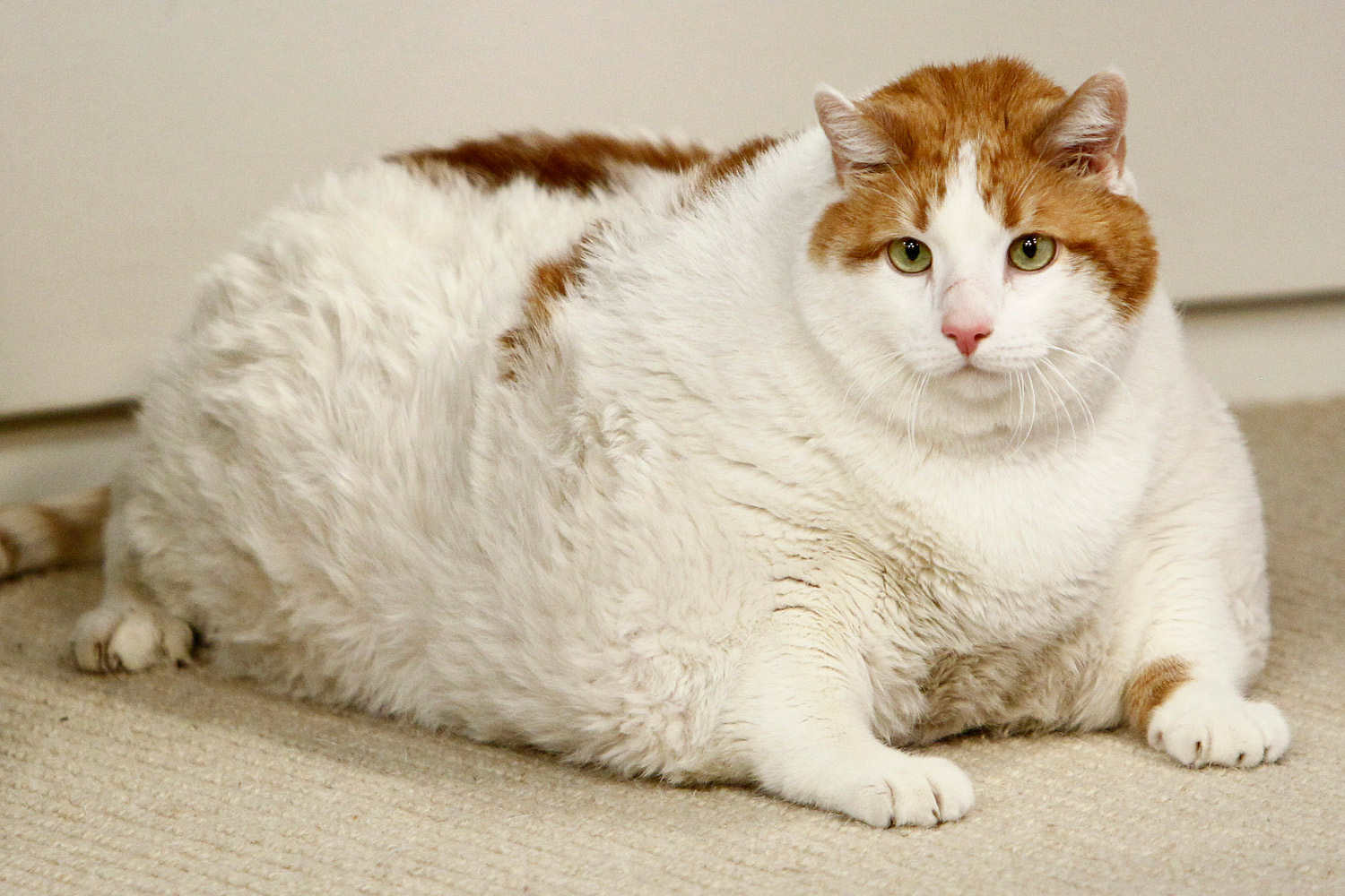 chubby cat