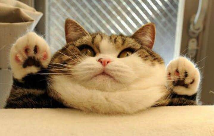 chubby cat