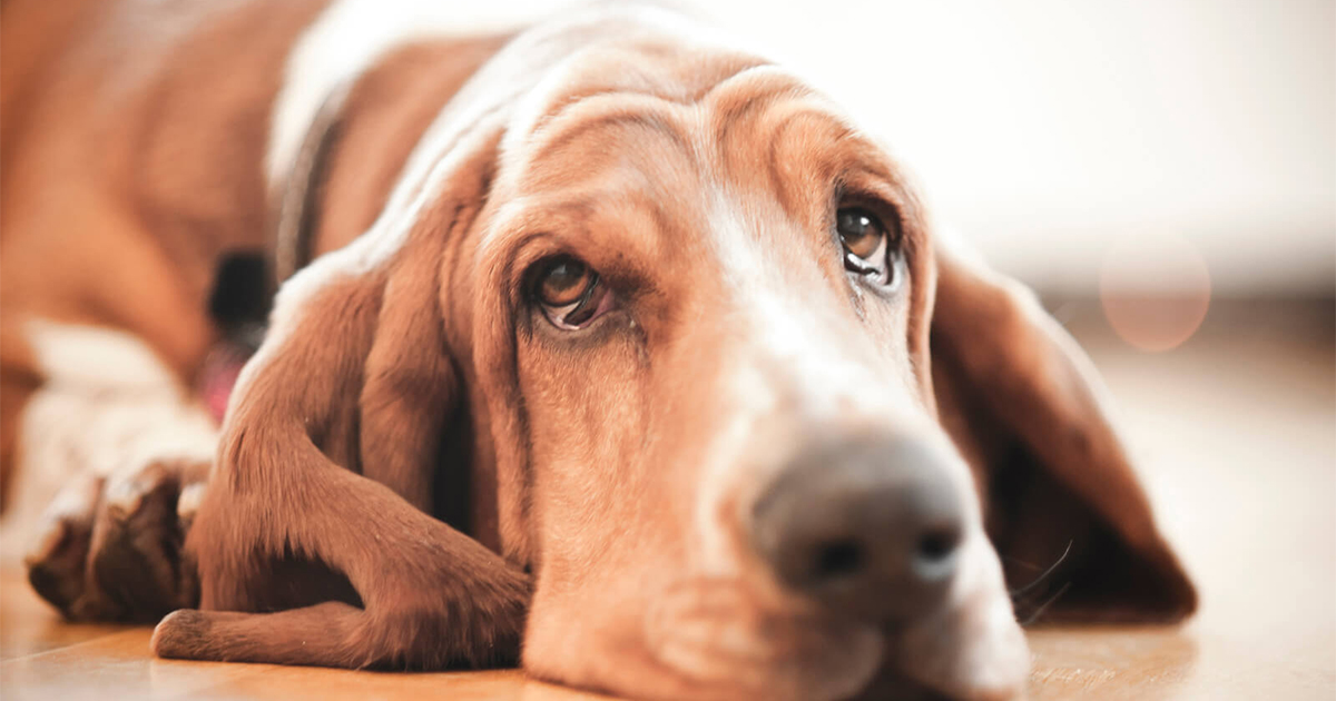 Do Dogs Cry Like Humans Do?