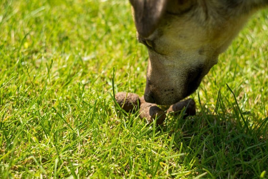 puppy eating poop