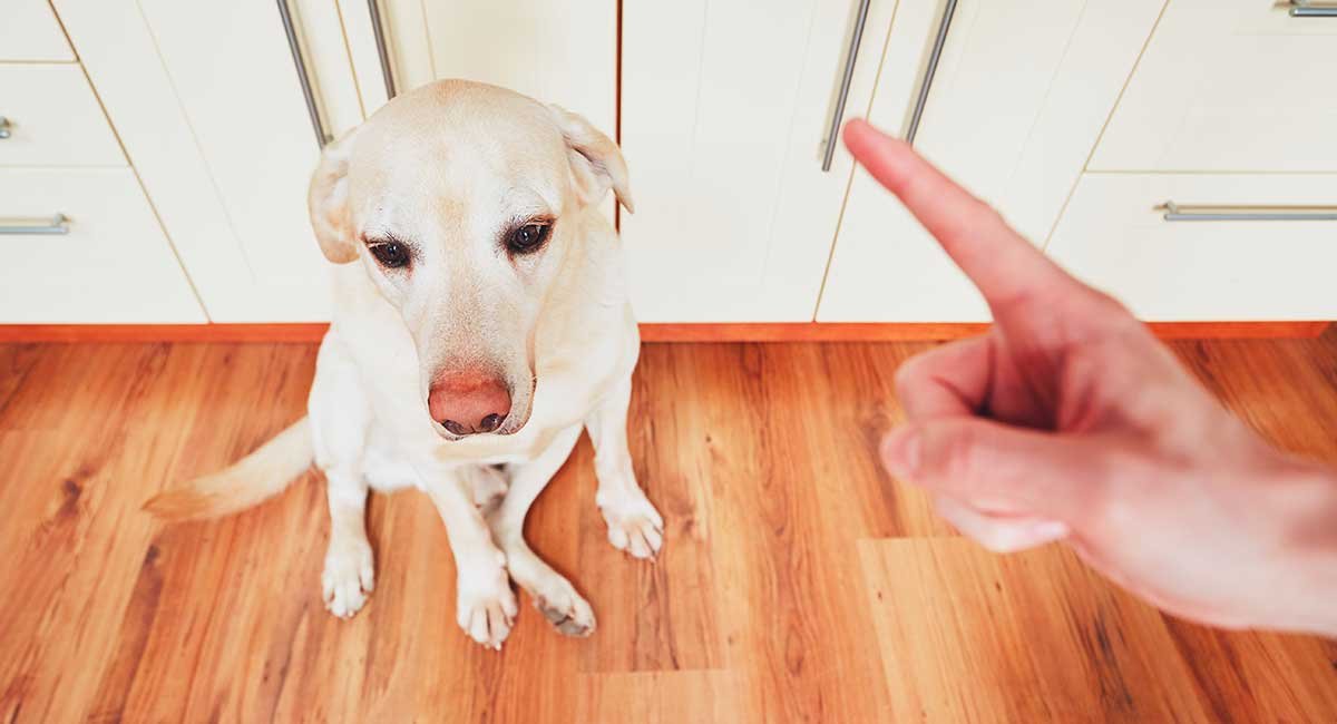 Why Your Puppy Eating Poop And How To Stop Them