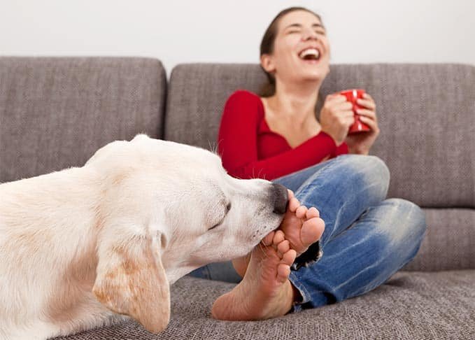 why do dogs lick your feet