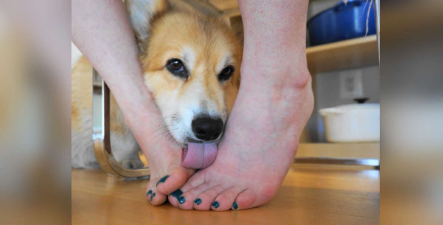 why do dogs lick your feet