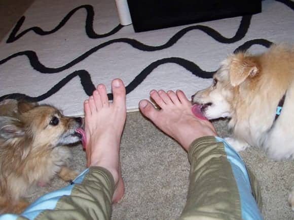 why do dogs lick your feet